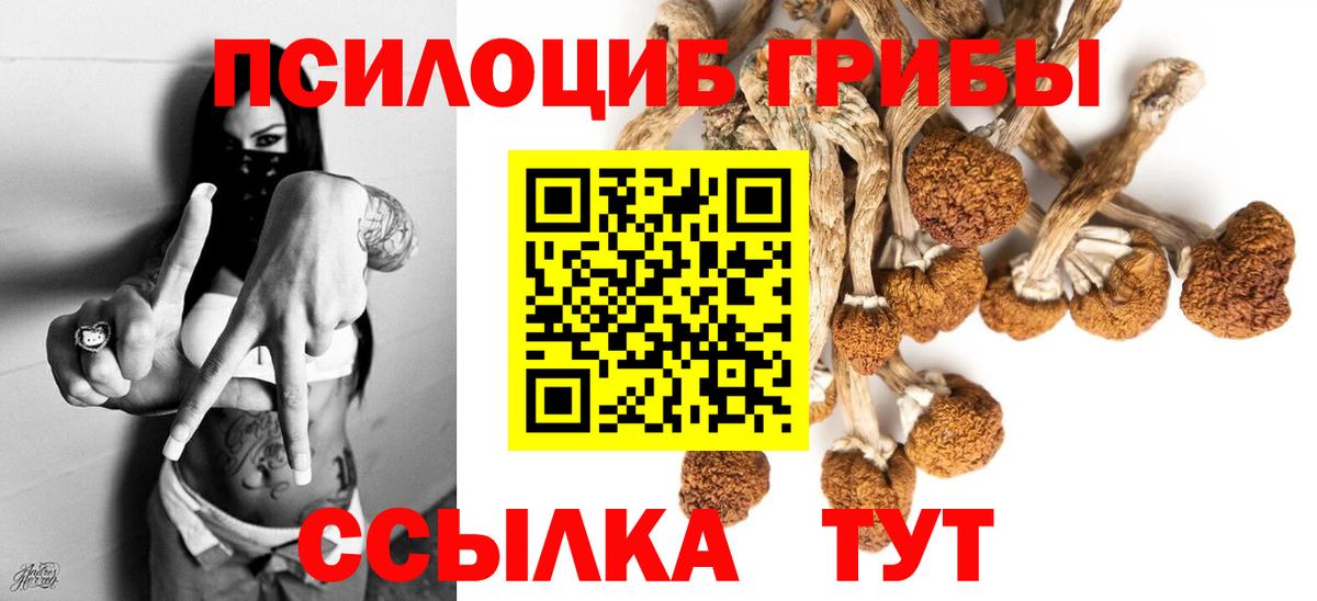 Галлюциногенные грибы Psilocybe Павлово